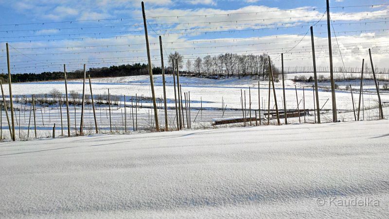 Oberlauterbacher Flur im Schnee 08.02.2015 06.jpg - Oberlauterbacher Flur im Schnee